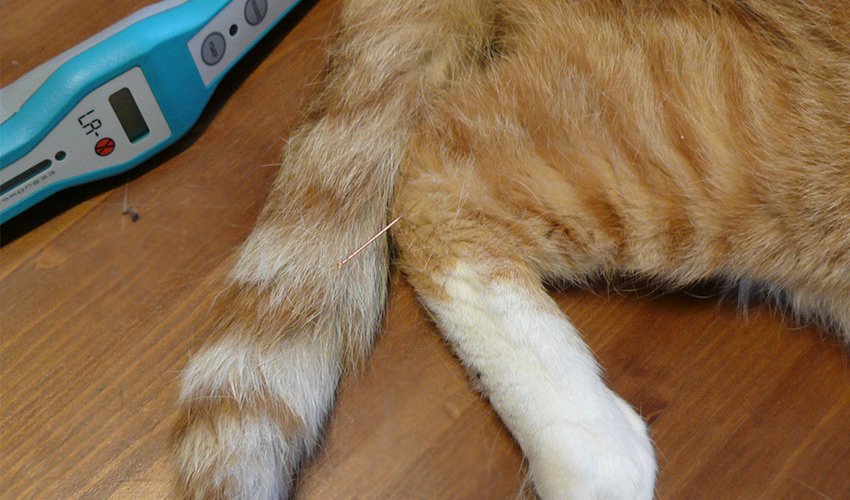 Akupunktur für Katzen Behandlung - Tierheilpraxis für Katzen