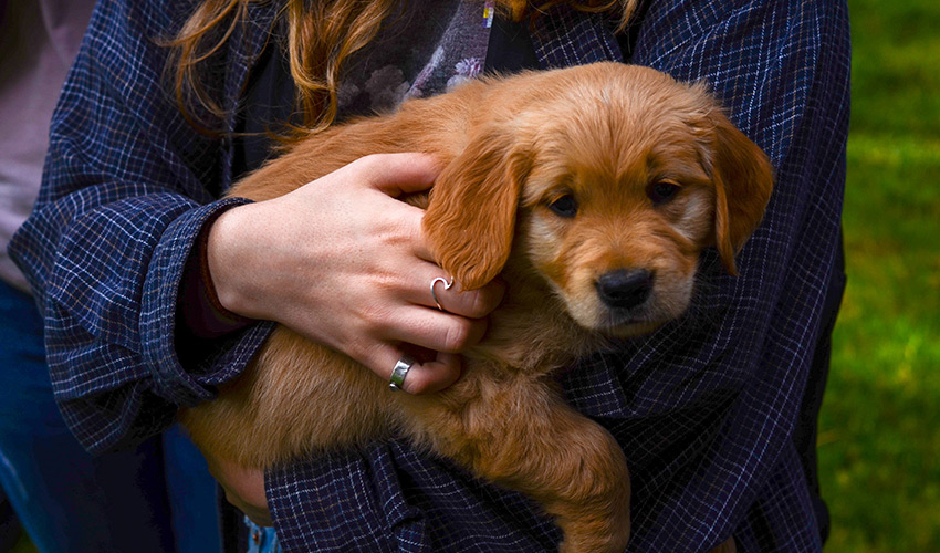 Angsttherapie für Hundewelpen - Angsthundwelpen Behandlung Tierheilpraxis für Hundewelpen