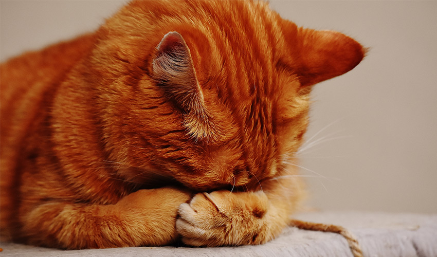Angsttherapie für Katzen Behandlung - Tierheilpraxis für Katzen