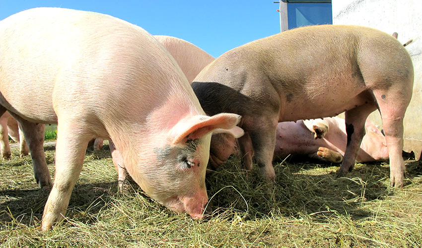 Blutegel für Schweine Behandlung - Tierheilpraxis für Schweine