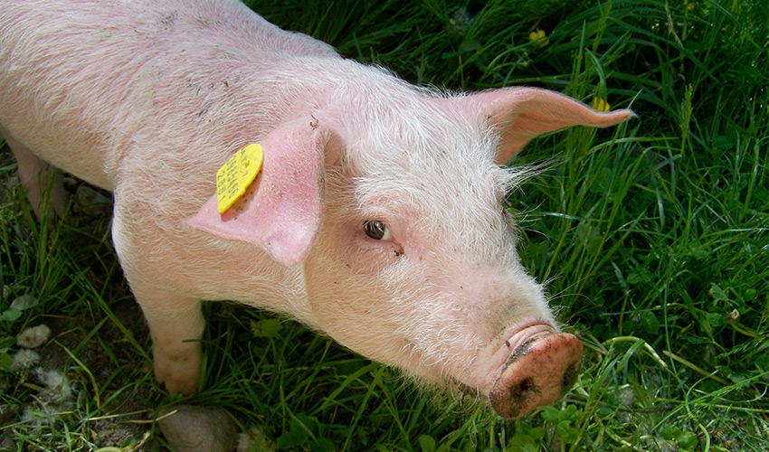 Homöopathie für Schweine Behandlung - Tierheilpraxis Münster und Warendorf Tierhomöopathie Angela Esser