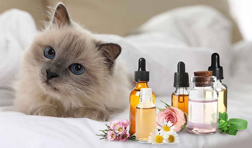 Homöopathie für Katzen Behandlung - Tierheilpraxis für Katzen