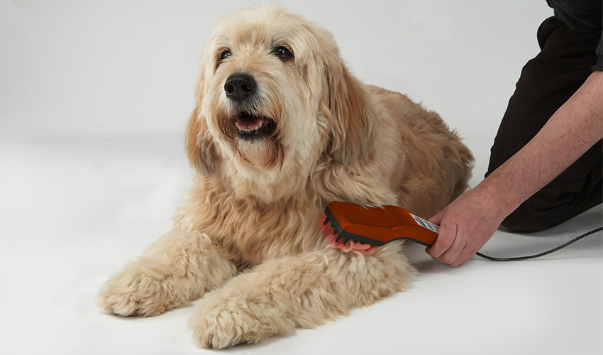 Lasertherapie für Hunde Behandlung Tierheilpraxis für Hunde
