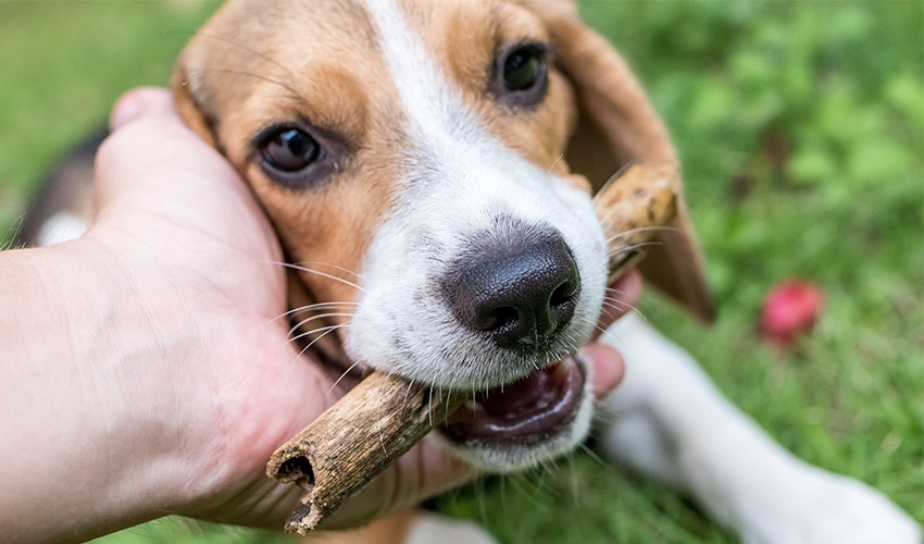 Vitalpilz Behandlung für Hunde Mykotherapie - Tierheilpraxis für Hunde