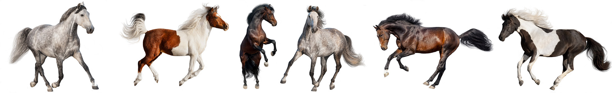 Tierheilpraktiker für Pferderennsport