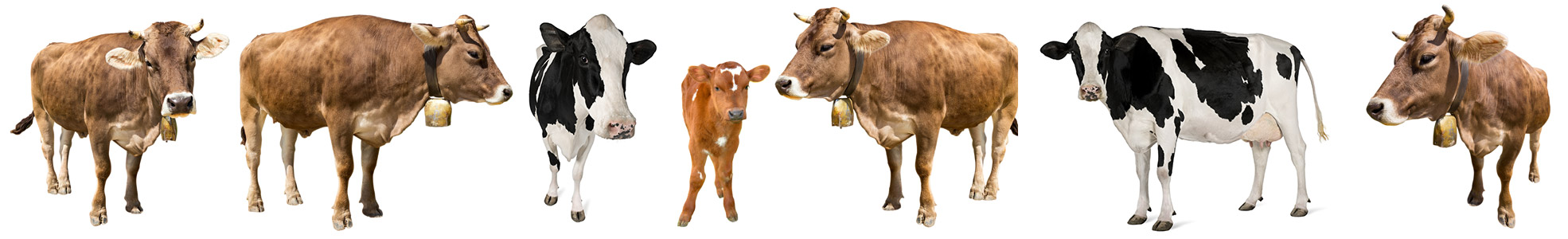 Tierheilpraxis für Rinder
