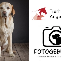 Hunde-Fotoshooting 2021 in der Tierheilpraxis Angela Esser