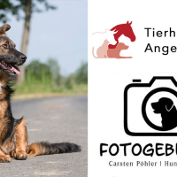 Hunde-Fotoshooting 2022 in der Tierheilpraxis Angela Esser