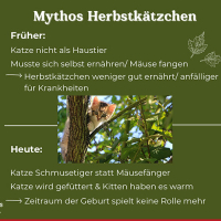 Mythos Herbstkätzchen