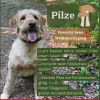 Pilze: Vorsicht beim Waldspaziergang mit dem Hund