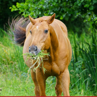 Kleine Tiere aber große Gefahr für Pferde - Entwurmung beim Pferd