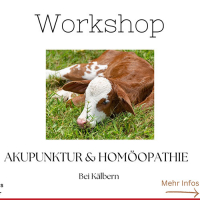 Akupunktur und Homöopathie bei Kälbern Workshop