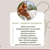 Stress bei Pferden - mögliche Symptome