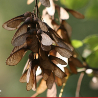 Ahornbäume! Achtung der Ahornsamen als Risiko – Weidemyopathie beim Pferd!