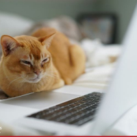 Persönliche Online Beratung für Ihre Tiere