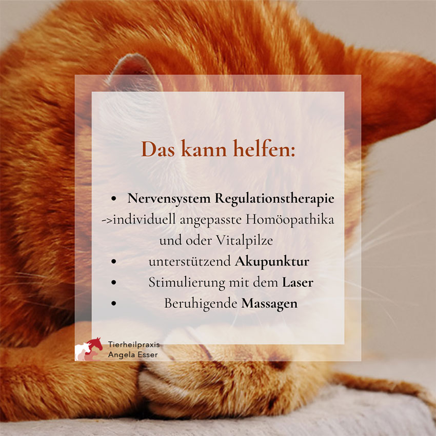 Angsttherapie für Katzen