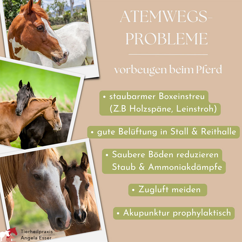 Tipps: Atemwegsprobleme vorbeugen beim Pferd