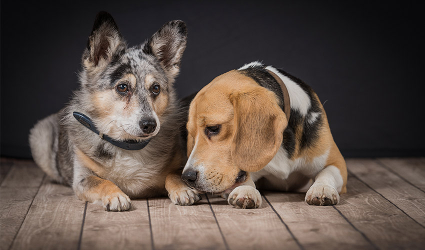 Hunde-Fotoshooting 2020 - Tierheilpraxis Angela Esser