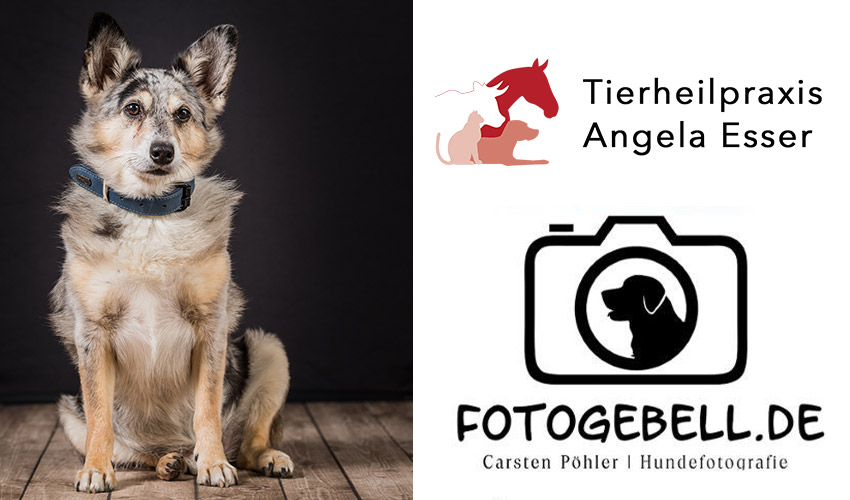 Hunde-Fotoshooting 2020 - Tierheilpraxis Angela Esser