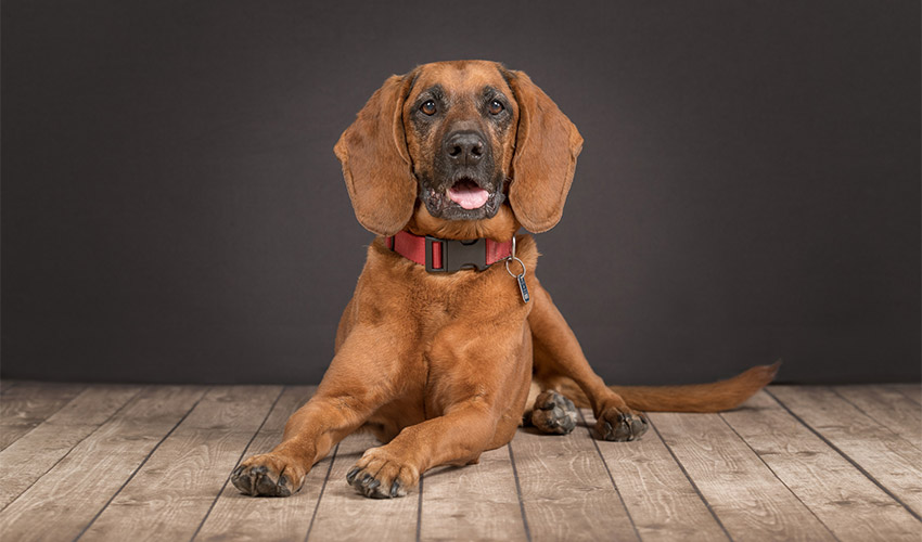 Hunde-Fotoshooting 2021 - Tierheilpraxis Angela Esser