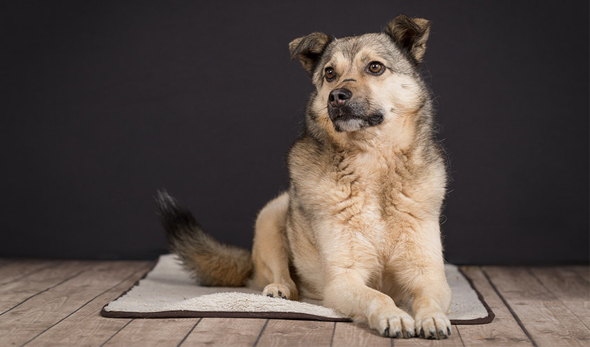 Hunde-Fotoshooting 2021 - Tierheilpraxis Angela Esser
