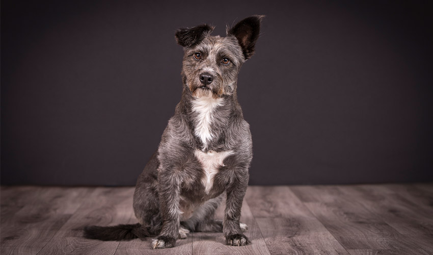 Hunde-Fotoshooting 2022 - Tierheilpraxis Angela Esser