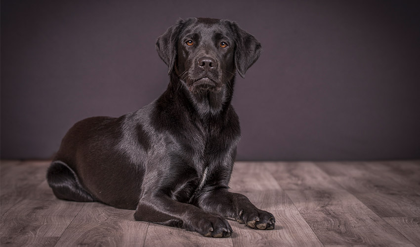 Hunde-Fotoshooting 2022 - Tierheilpraxis Angela Esser