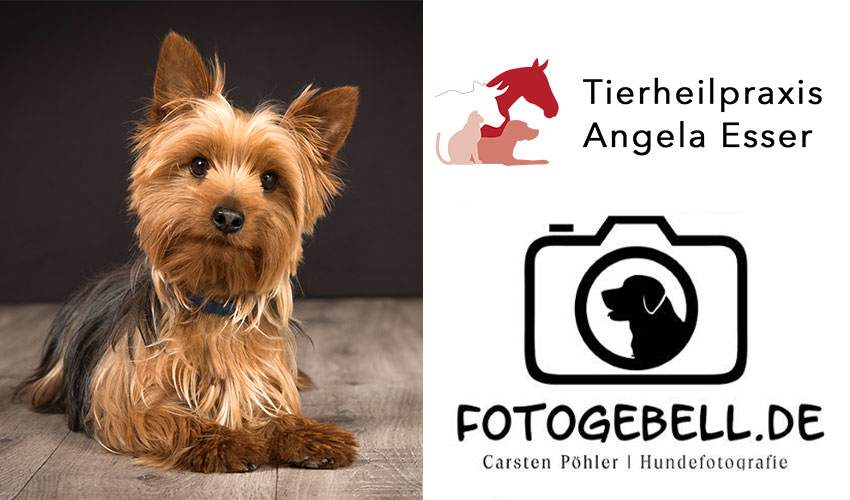 Hunde-Fotoshooting 2023 Flyer - Tierheilpraxis Angela Esser