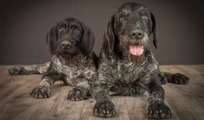 Hunde-Fotoshooting 2023 - Tierheilpraxis Angela Esser