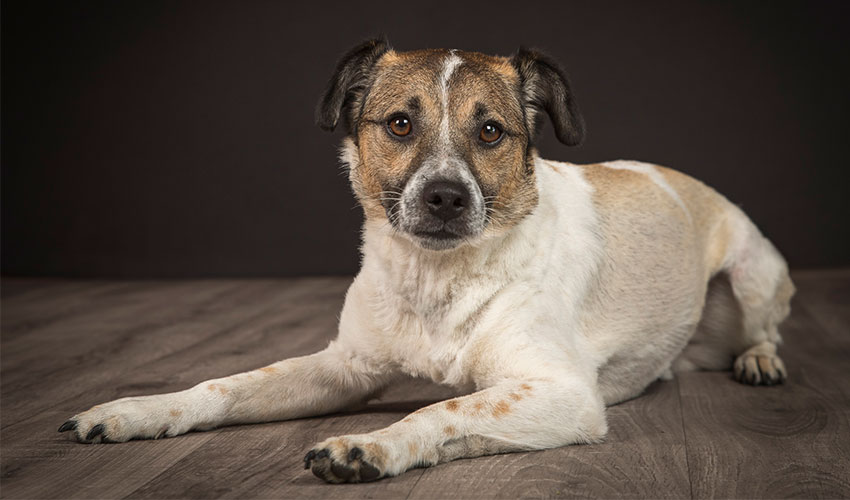 Hunde-Fotoshooting 2023 - Tierheilpraxis Angela Esser