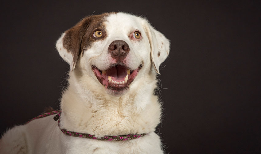 Hunde-Fotoshooting 2023 - Tierheilpraxis Angela Esser