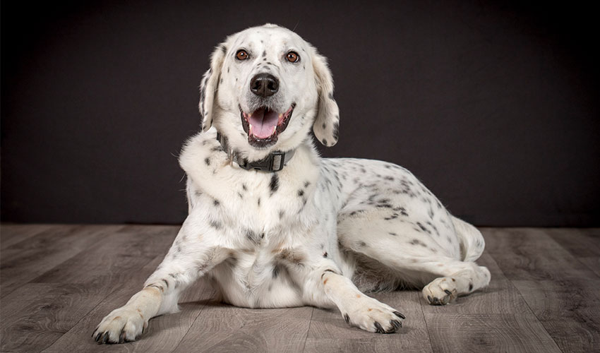 Hunde-Fotoshooting 2023 - Tierheilpraxis Angela Esser