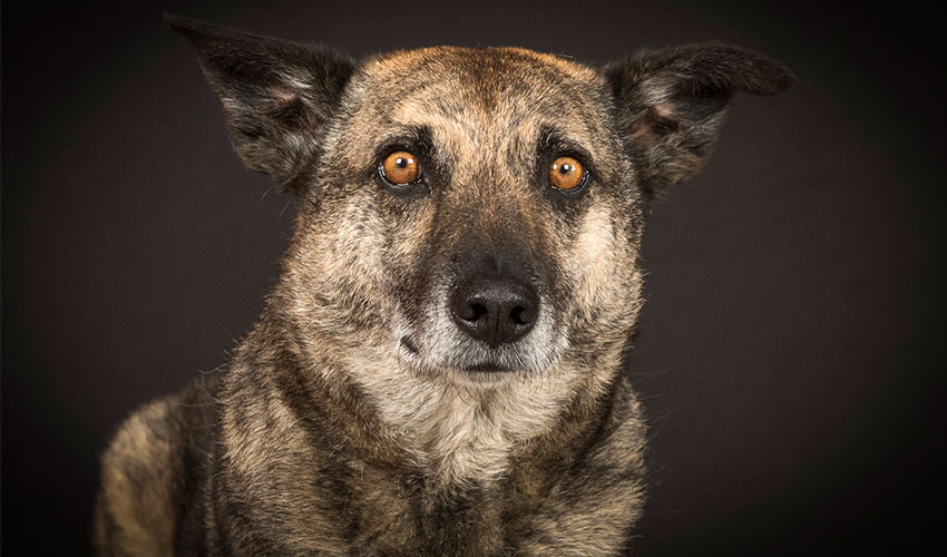 Hunde-Fotoshooting 2023 - Tierheilpraxis Angela Esser