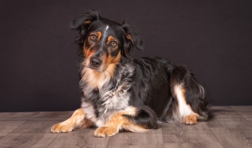 Hunde-Fotoshooting 2026 - Tierheilpraxis Angela Esser