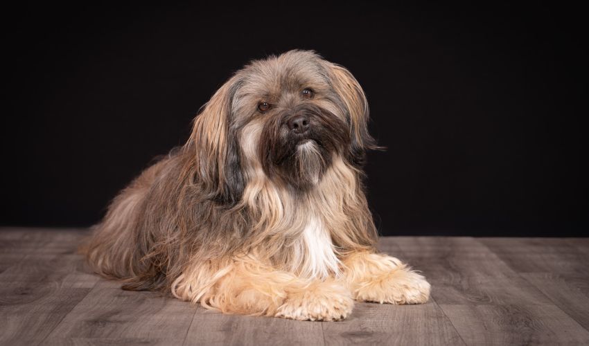 Hunde-Fotoshooting 2026 - Tierheilpraxis Angela Esser