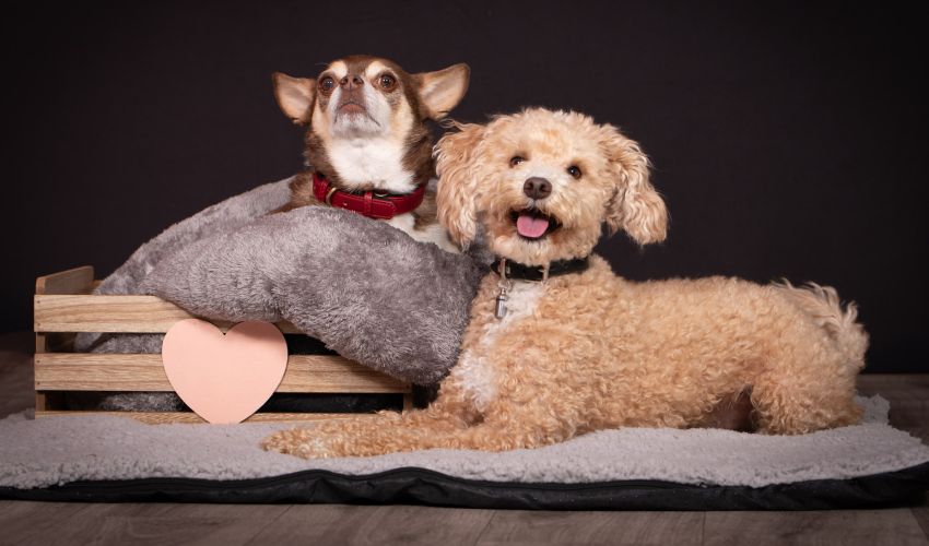 Hunde-Fotoshooting 2026 - Tierheilpraxis Angela Esser