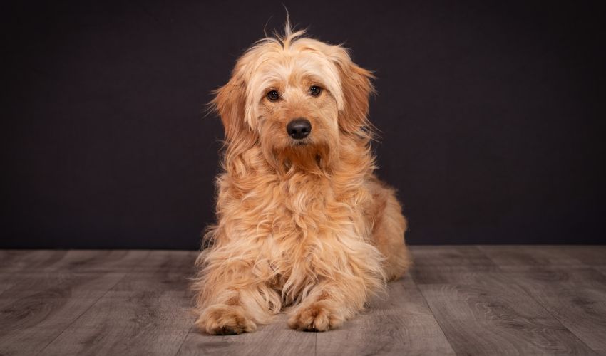Hunde-Fotoshooting 2026 - Tierheilpraxis Angela Esser