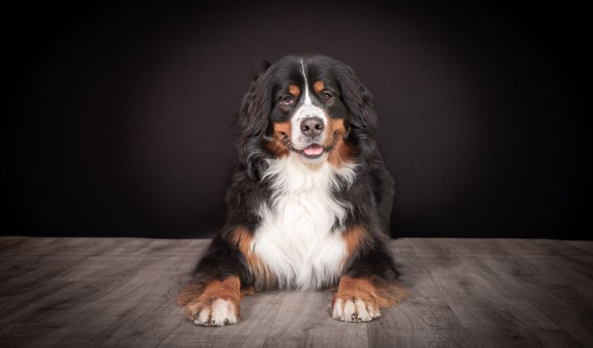 Hunde-Fotoshooting 2026 - Tierheilpraxis Angela Esser
