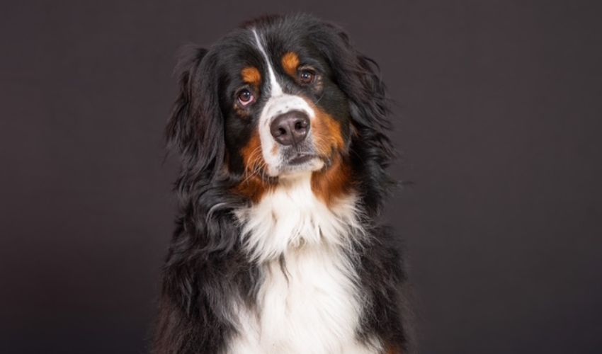 Hunde-Fotoshooting 2026 - Tierheilpraxis Angela Esser