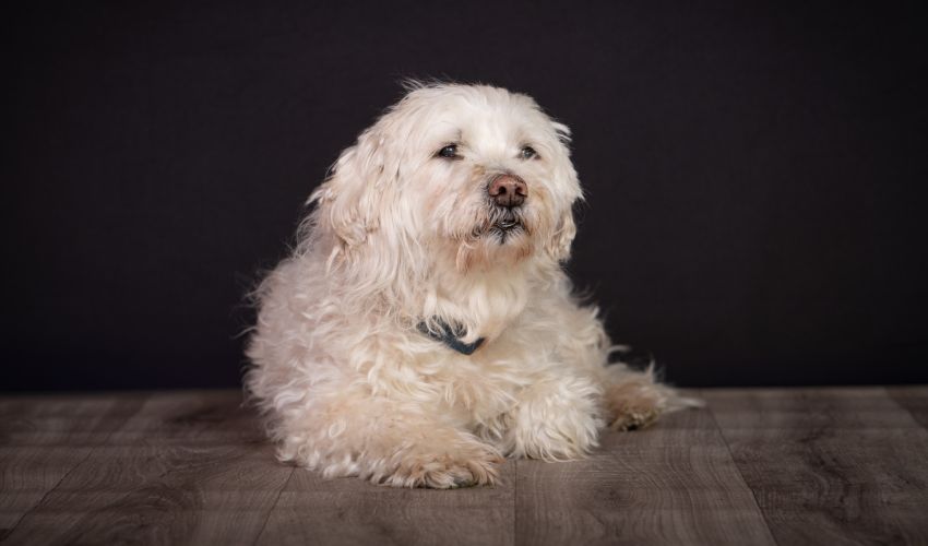 Hunde-Fotoshooting 2026 - Tierheilpraxis Angela Esser