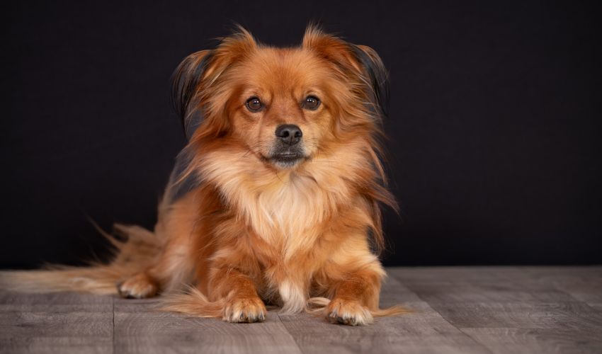 Hunde-Fotoshooting 2026 - Tierheilpraxis Angela Esser