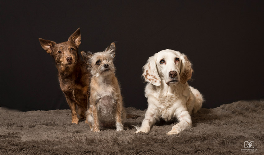 Hunde-Fotoshooting - Tierheilpraxis Angela Esser