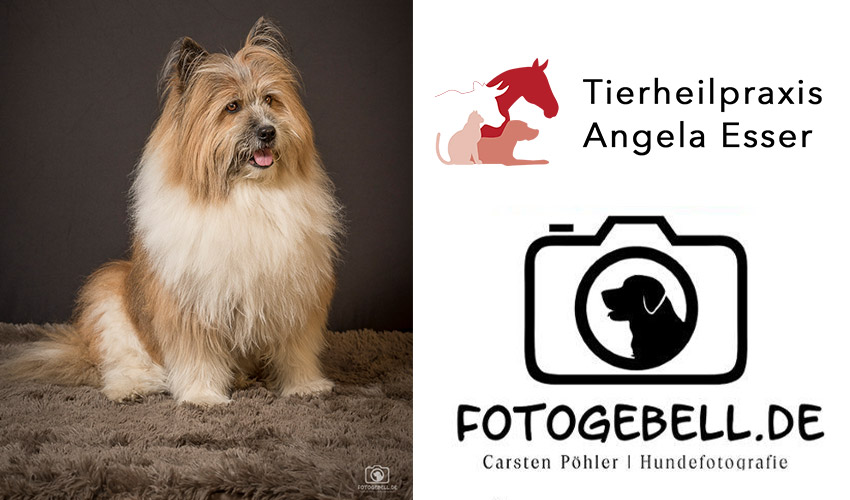 Hunde-Fotoshooting - Tierheilpraxis Angela Esser