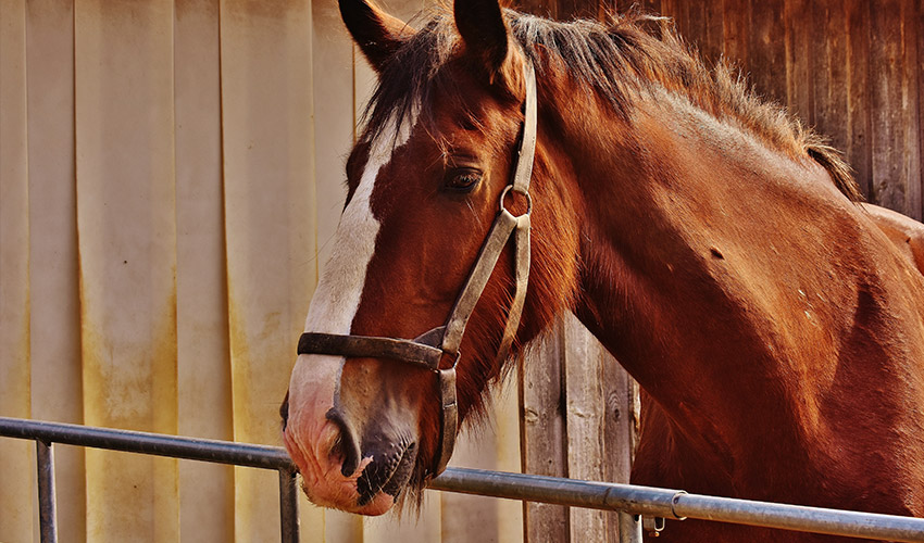 Hungerhaare beim Pferd - Behandlungsmöglichkeiten