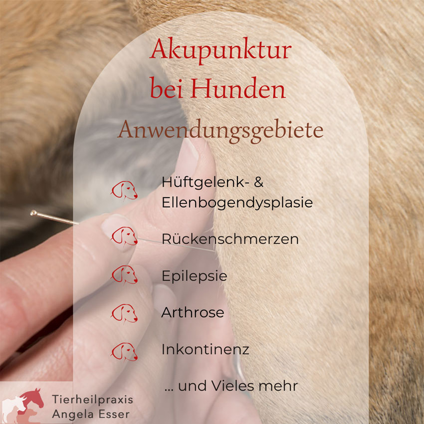 Akupunktur bei Hunden: Anwendungsgebiete