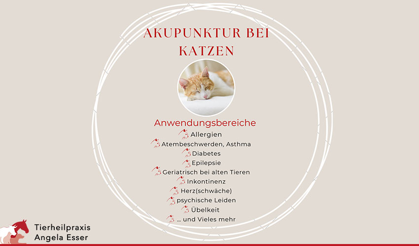 Akupunktur bei Katzen: Anwendungsgebiete - 3 Arten