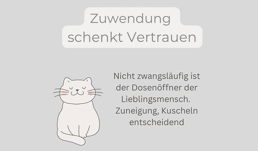 So suchen Katzen Ihren Lieblingsmenschen aus