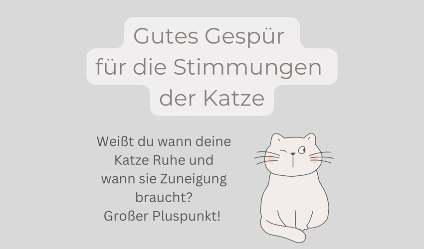 So suchen Katzen Ihren Lieblingsmenschen aus