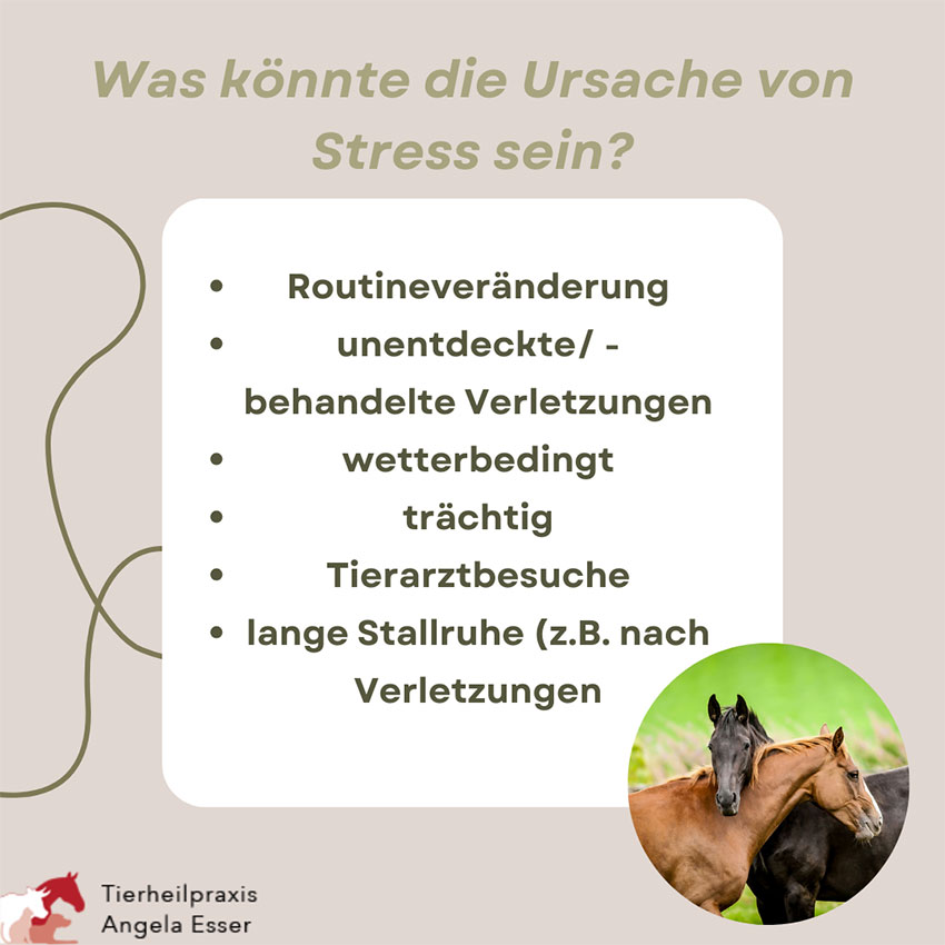 Stresssymptome beim Pferd