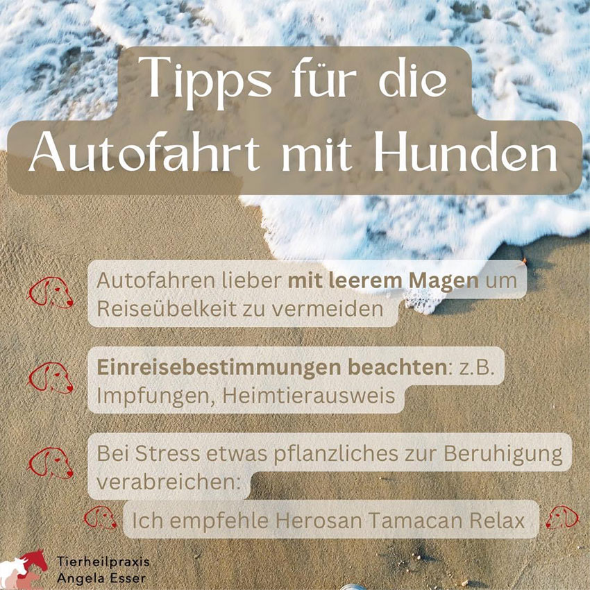 Tipps: Urlaub mit Hunden